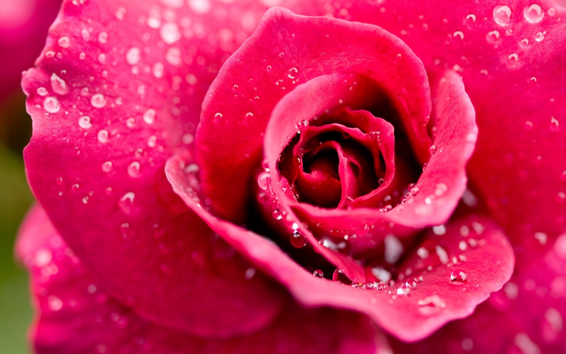 Бесплатные заставки розы на заставку телефона. Цветы крупным планом. Крупные цветы. Цветы розы. Розовые цветы.