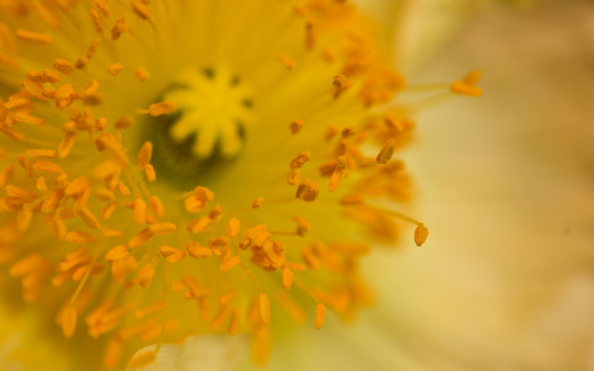 Желтый цветок с множеством тычинок