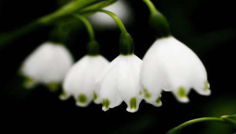 ландыша, цветы, ветви, листья