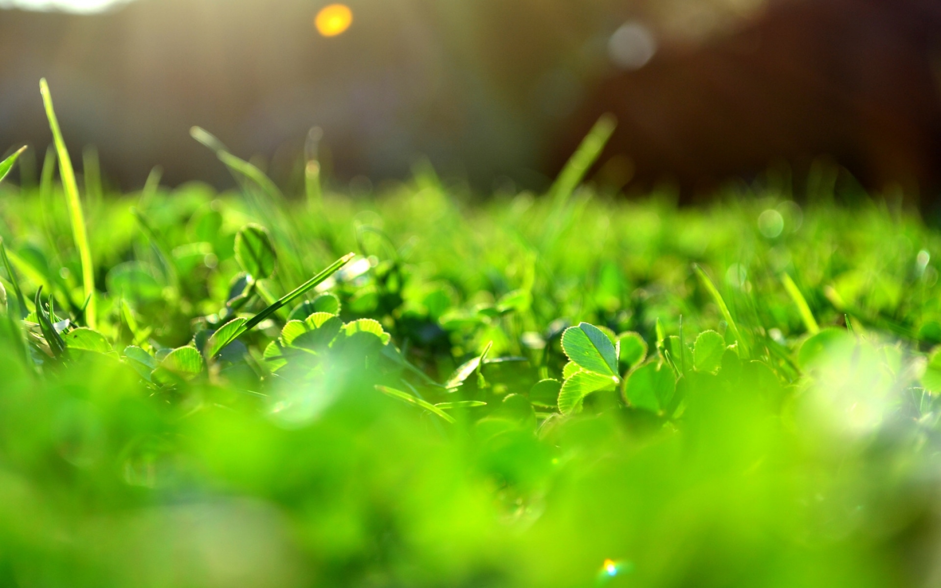 Летом было все зеленым. Природа трава. Зелень трава. Обои зелень. Зелёные растения.