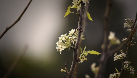 Растения, ветки, листья, темные