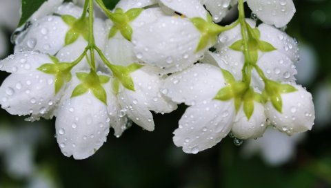 Цветы, ветки, вода, роса