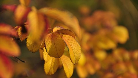Листья, осень, ветки, шиповники