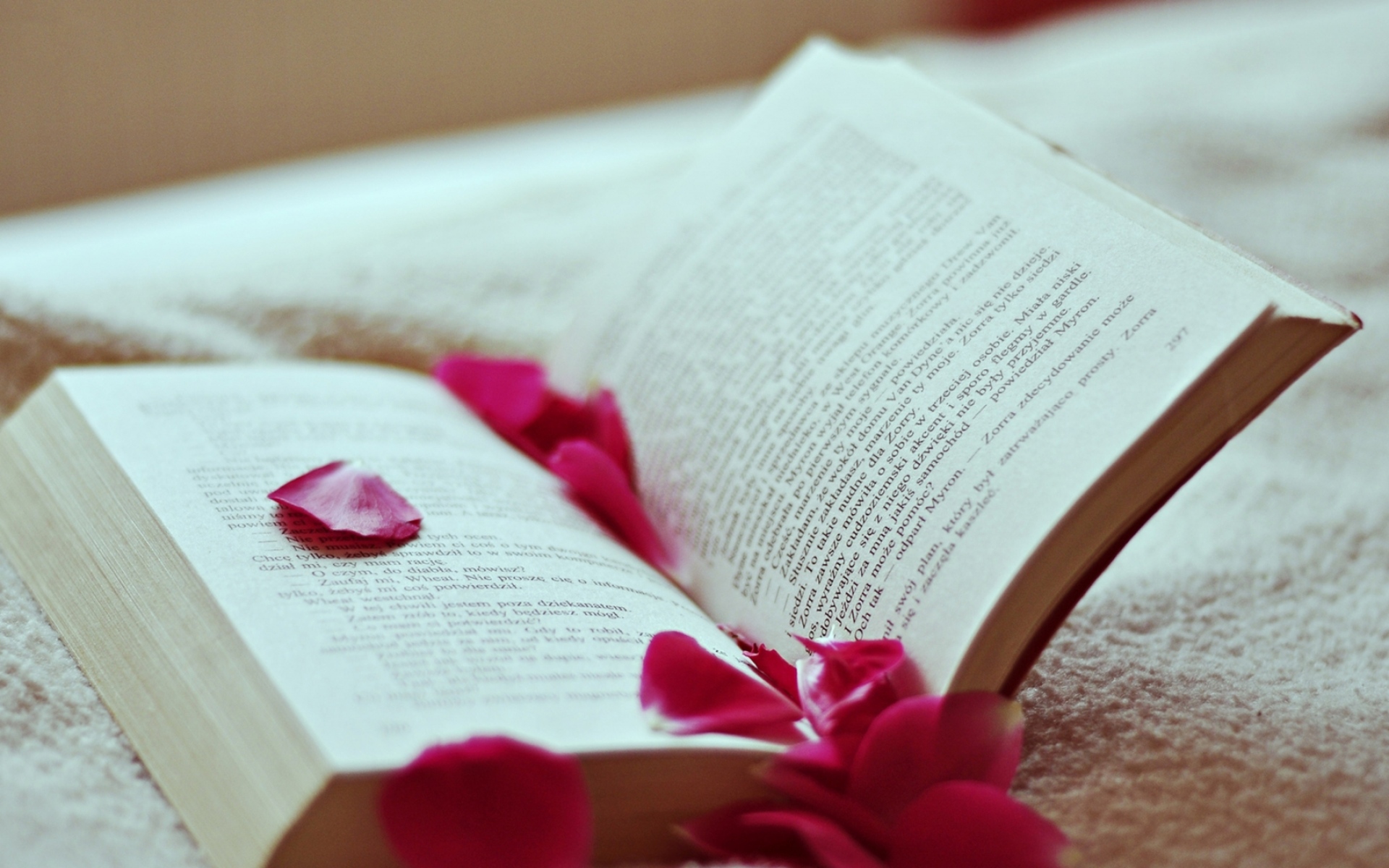Картинки Книга, лепестки, роза, чтение фото и обои на рабочий стол