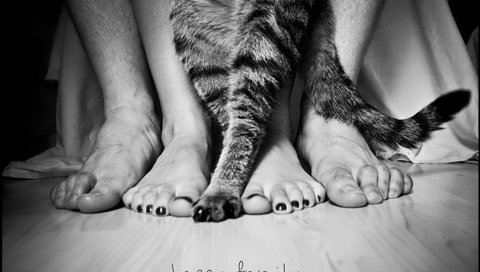 Ноги, люди, кот, семья