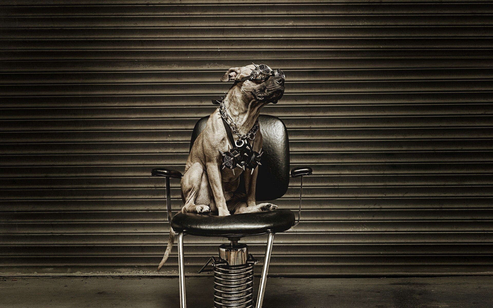 Картинки Собака, металлист, стул, очки фото и обои на рабочий стол