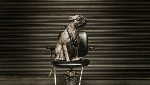 Собака, металлист, стул, очки