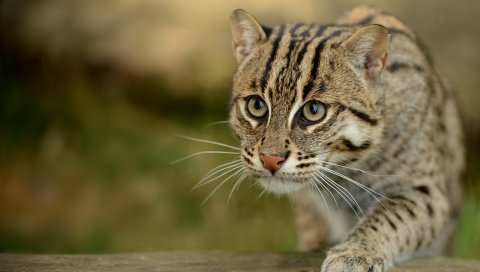 Рыбацкие кошки, дикая кошка, лапа, морда