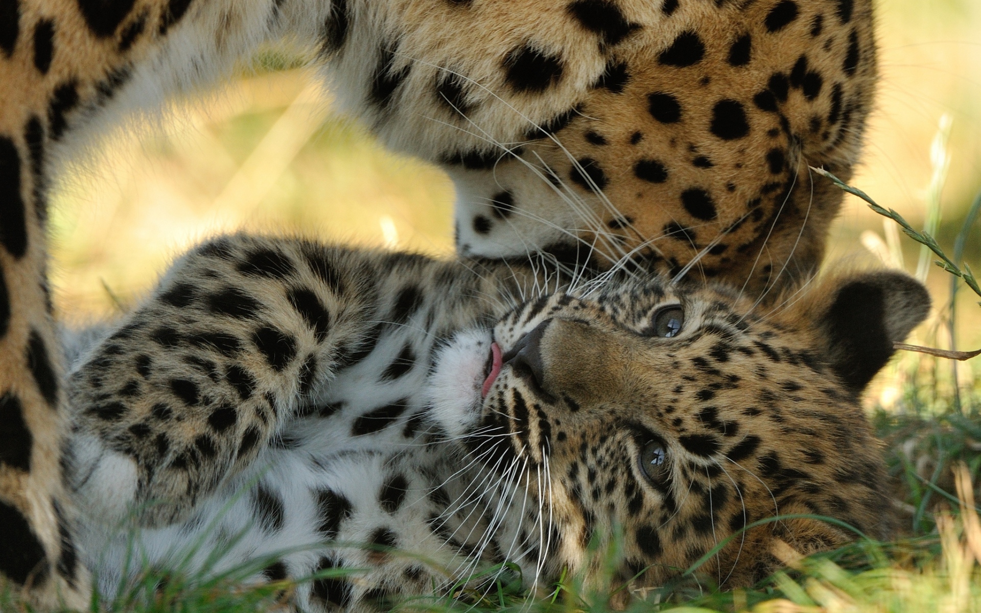 Картинки Амурский леопард, котенок, материнство, хищники, леопард фото и обои на рабочий стол