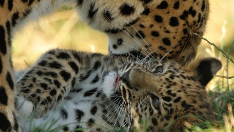 Амурский леопард, котенок, материнство, хищники, леопард