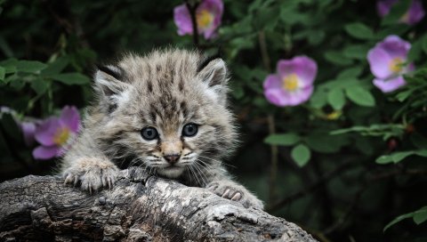 Котенок, белый, пушистый, ребенок, лицо, дерево
