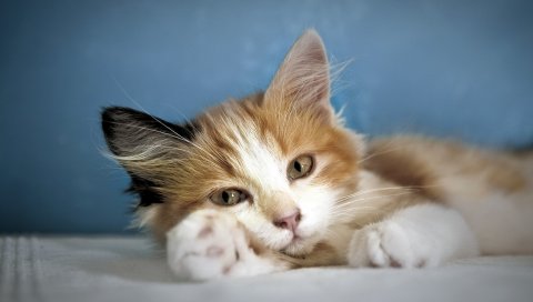 Котенок, пушистый, пух, лапа