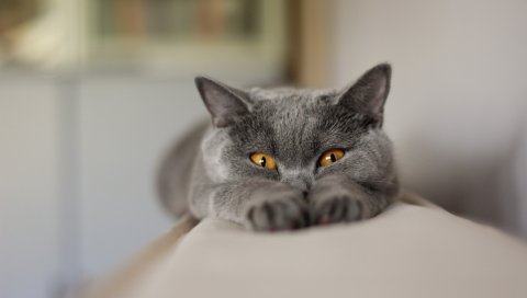 Кошка, морда, лапы, толстые