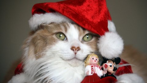 Кошка, рождественский костюм, игрушки, праздник