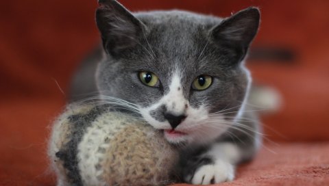 Кошка, лицо, шар, взгляд, игривый