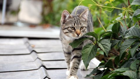 Котенок, кошка, дерево, листья, крылья