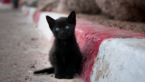 Котенок, улица, стенд