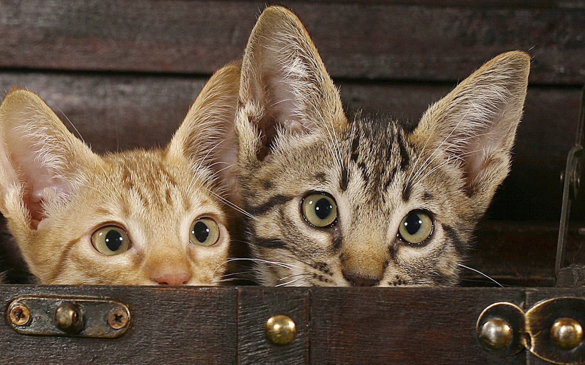 Картинки Котята, взгляд, игривый фото и обои на рабочий стол