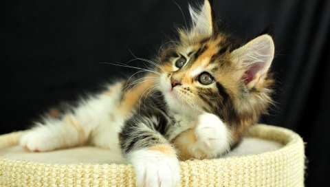Котенок, пятнистый, вниз, ребенок