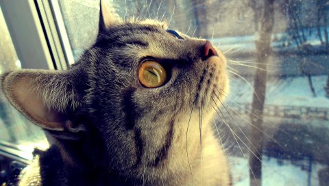 Кошка, лицо, глаза, окно