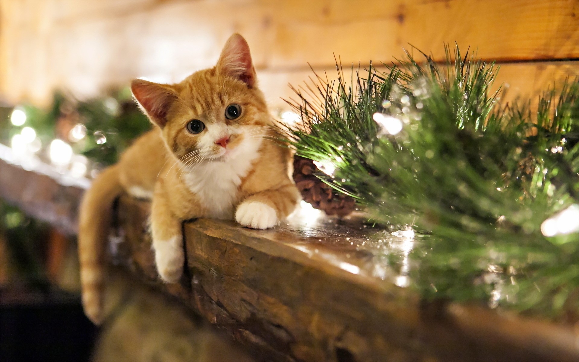 Картинки Котенок, лежа, кошка, трава фото и обои на рабочий стол