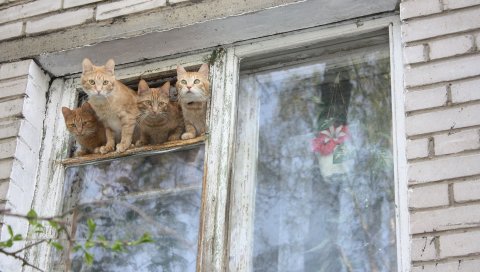 Котята, кошки, окна