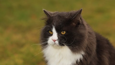 Кошка, лицо, толстый, пушистый, несчастный, взгляд, гнев