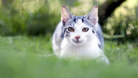Кошка, трава, размытие, лицо, глаза