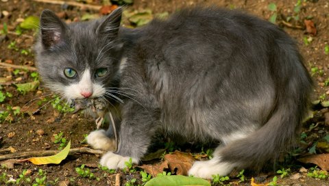 Котенок, пушистый, лицо, страх, сидеть