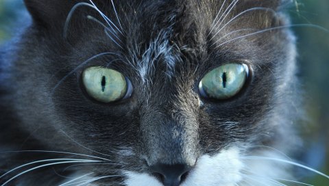Кошка, лицо, глаза, пятнистый, красивый, вид