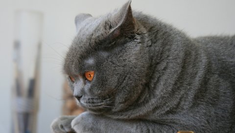 Кошка, бритон, уши, пух, жир