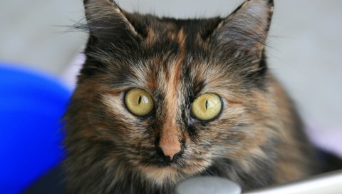 Кошка, табби, глаза, красивые