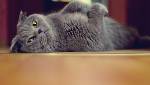 Кошка, бритон, пол, лежа, игривый