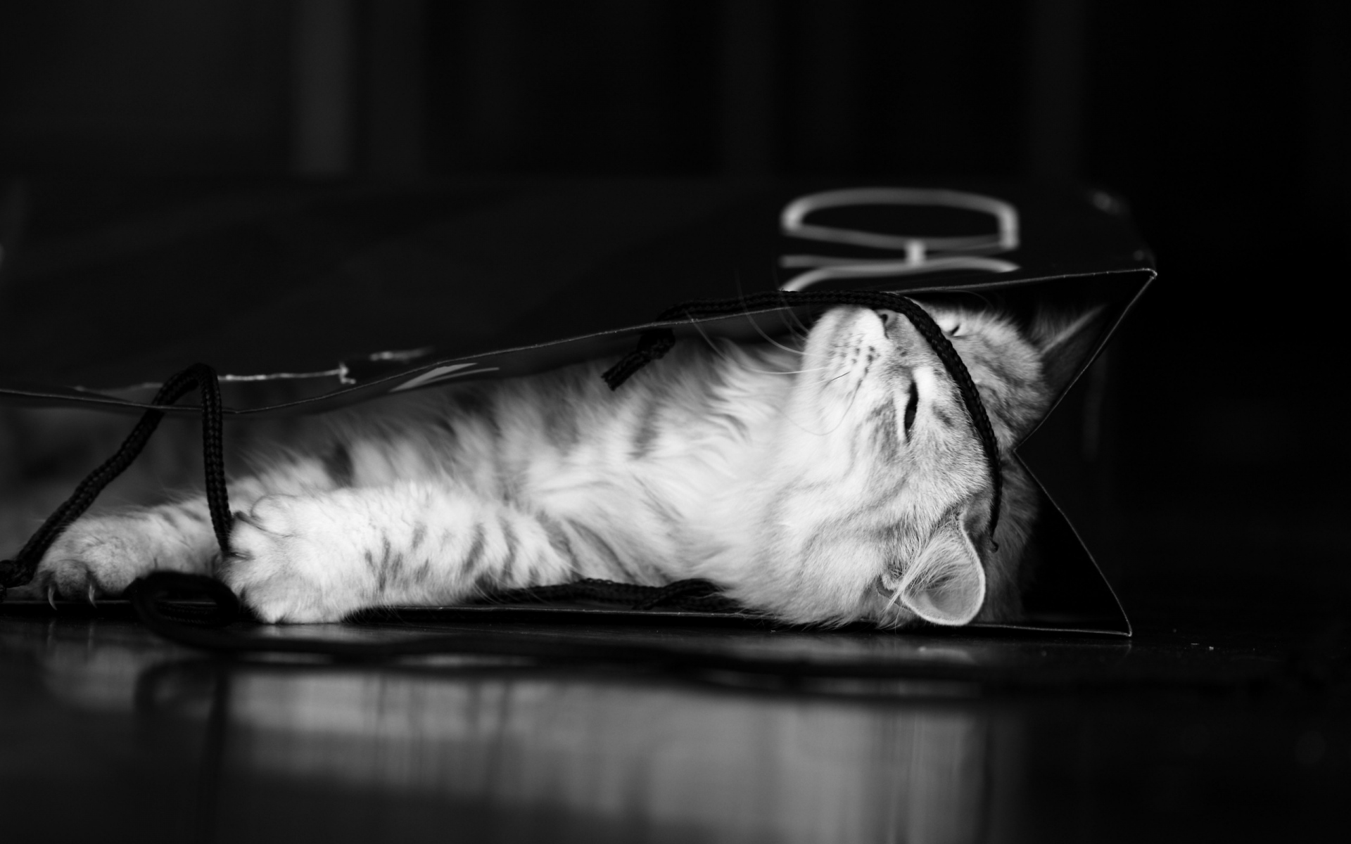 Картинки Кошка, пакет, взгляд, игривый, вниз, черно-белый фото и обои на рабочий стол