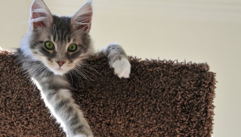 Кошка, уши, сидеть, лапа, красивые