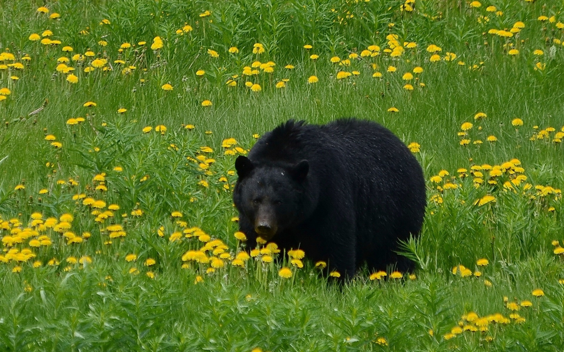 Картинки Медведь, трава, цветы, поле, черный фото и обои на рабочий стол