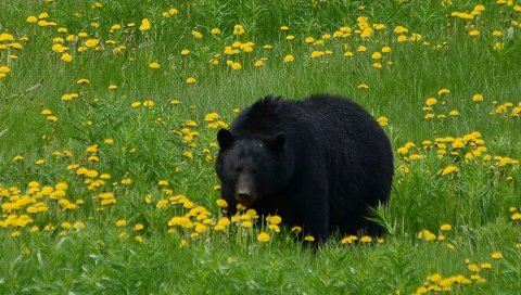 Медведь, трава, цветы, поле, черный