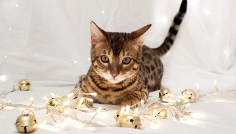 Котенок, игрушки, вниз, ткань