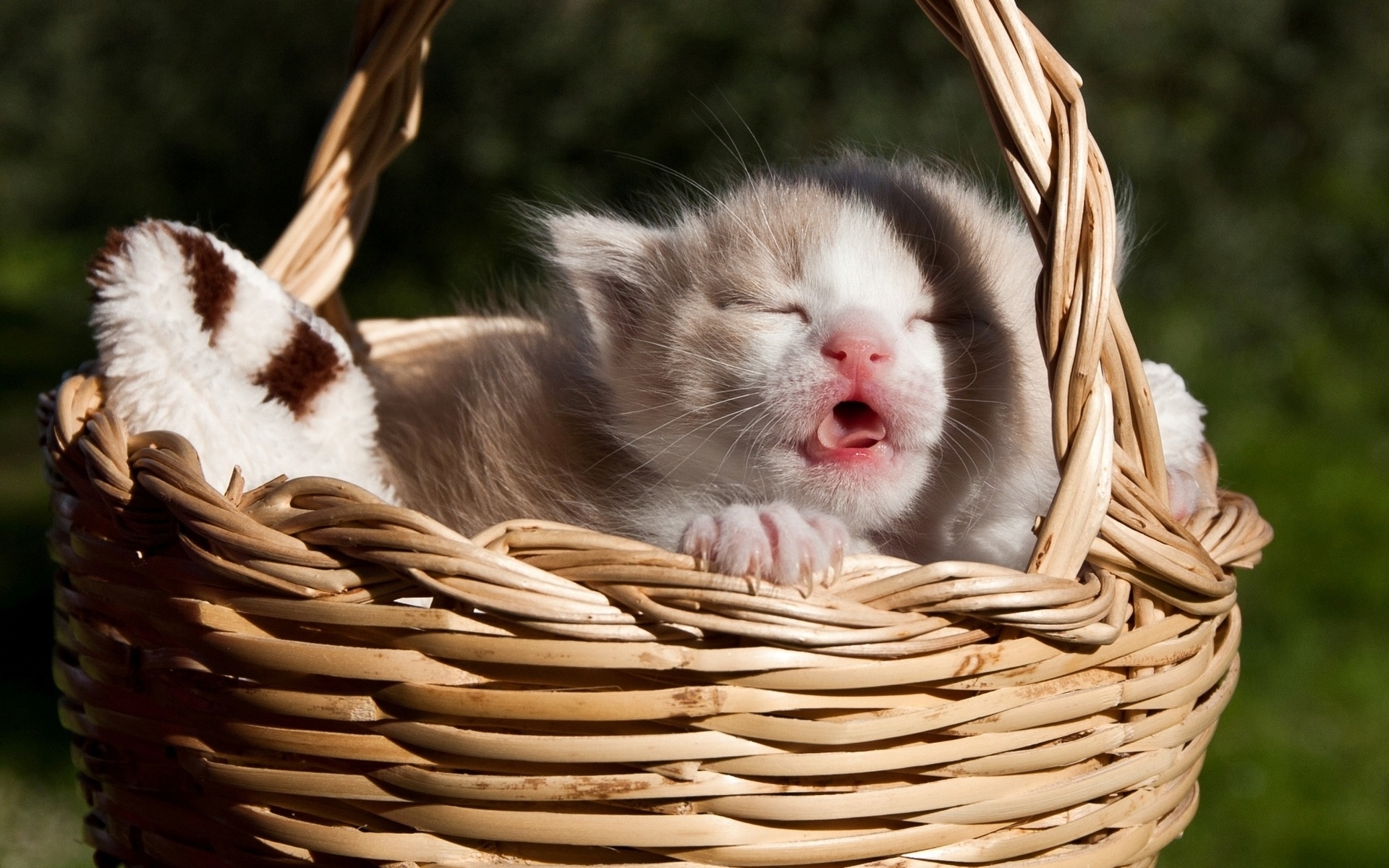 Картинки Котенок, корзина, мяу, детка фото и обои на рабочий стол