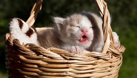 Котенок, корзина, мяу, детка