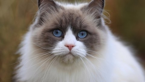 Кошка, голубые глаза, лицо, глаза, красивые, толстые