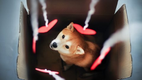 Собака, акита ину, коробка, размытие