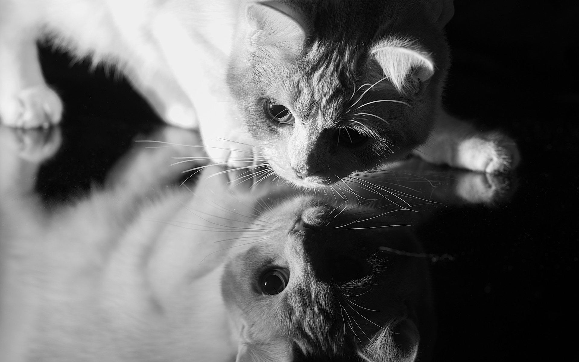 Картинки Кошка, лицо, отражение, стекло, тень, черно-белый фото и обои на рабочий стол