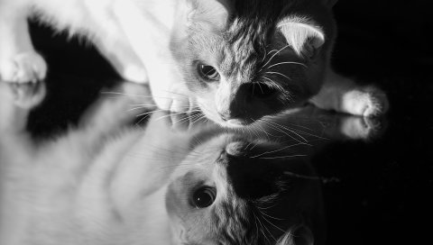 Кошка, лицо, отражение, стекло, тень, черно-белый