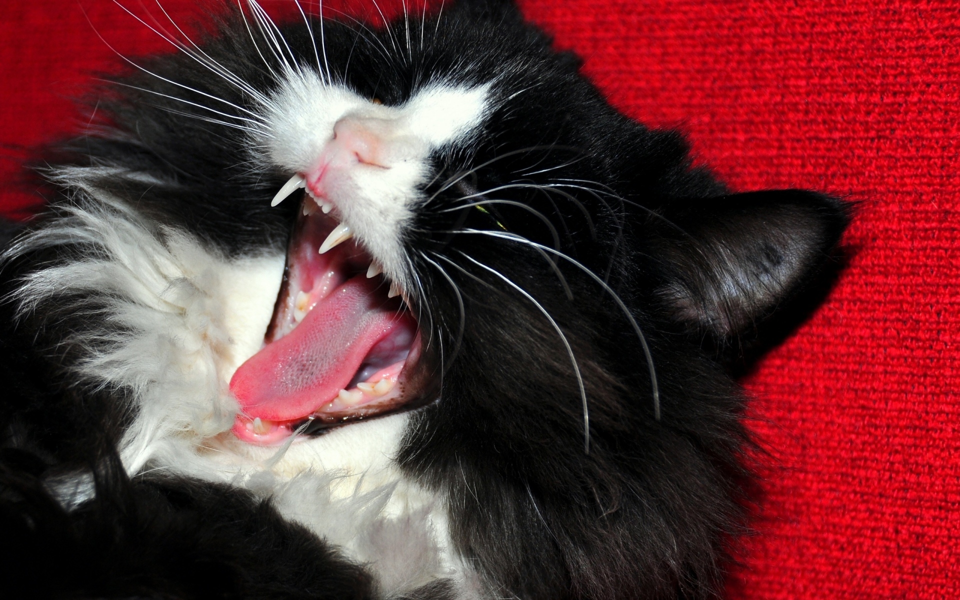 Картинки Кошка, пушистый, зубы, лицо, зевая фото и обои на рабочий стол