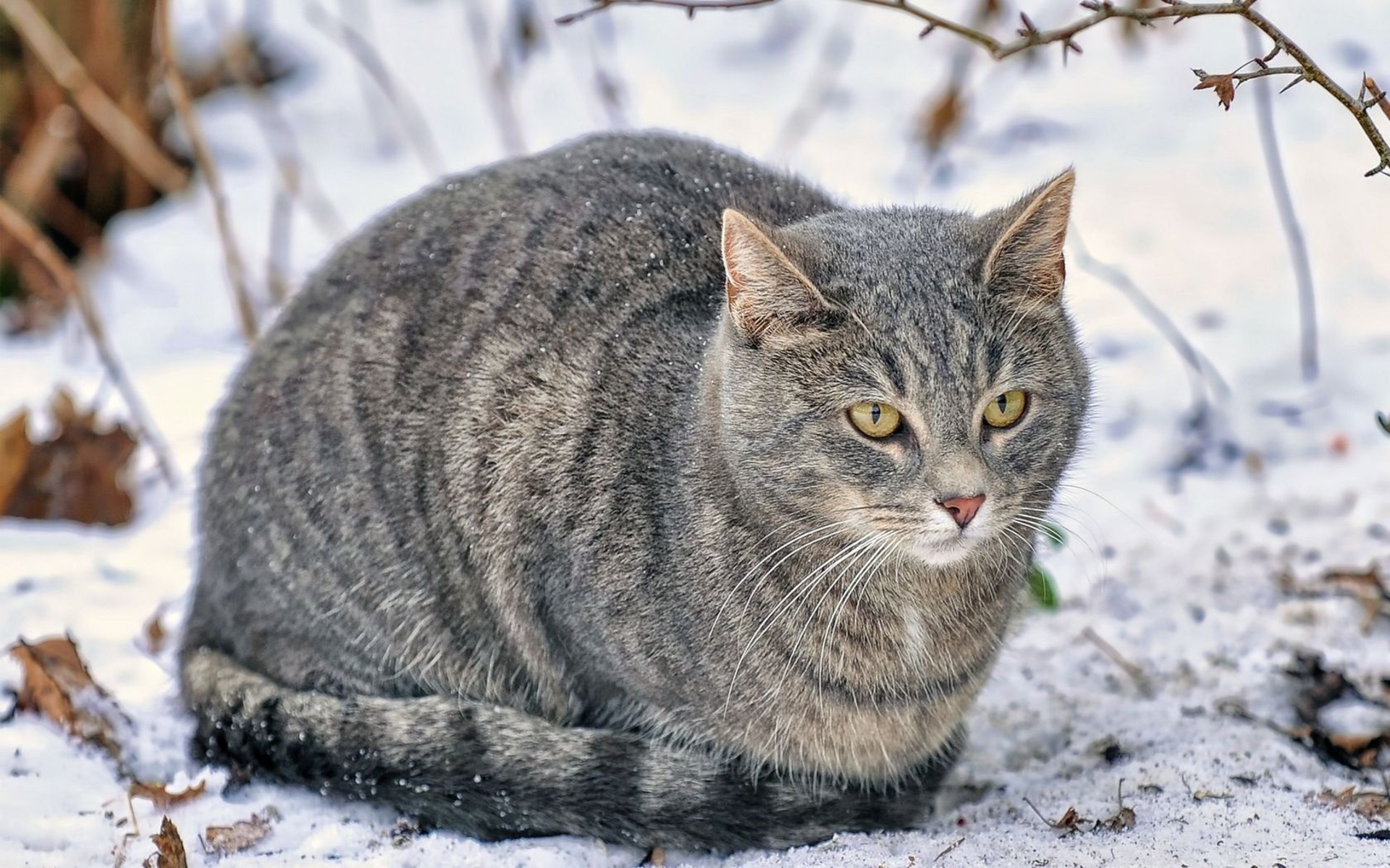 Картинки Кошка, снег, пушистый, толстый фото и обои на рабочий стол