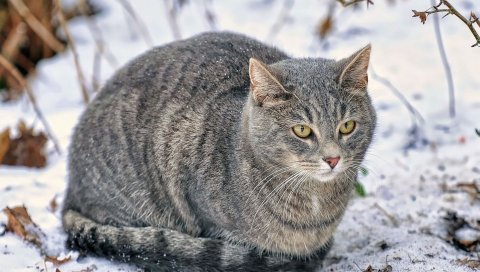 Кошка, снег, пушистый, толстый