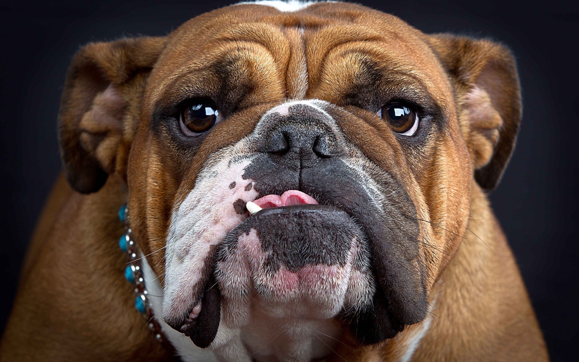 Картинки Бульдог, морда, толстый, взгляд, собака фото и обои на рабочий стол