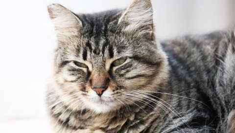 Кошка, лицо, косоглазие, полосатый