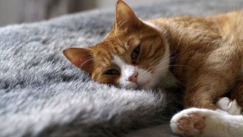 Кошка, ковер, сон, отдых